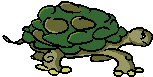 Maszerujący żółwik